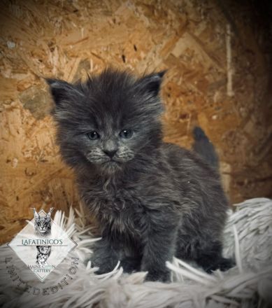 Maine Coon Kitten mit Stammbaum