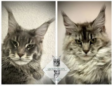 Maine Coon Kitten mit Stammbaum