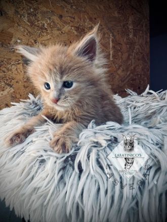 Maine Coon Kitten mit Stammbaum