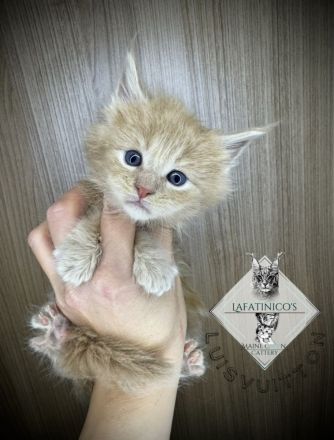 Maine Coon Kitten mit Stammbaum