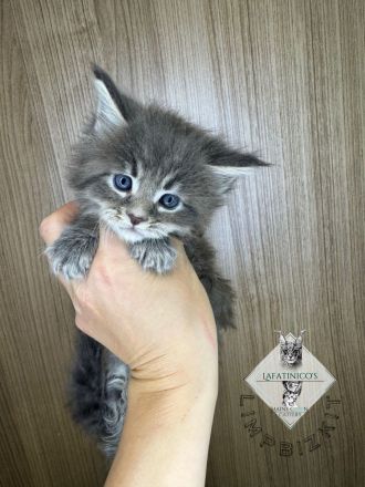 Maine Coon Kitten mit Stammbaum