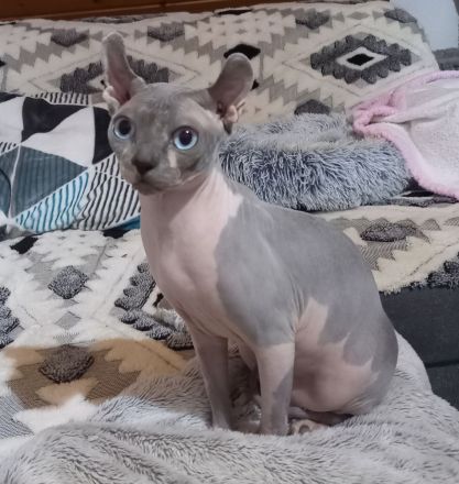 Deckkater Sphynx Elf