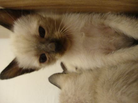 Siamkätzchen zu verkaufen