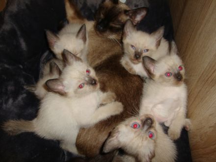 Siamkätzchen zu verkaufen