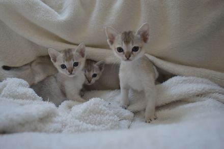 Singapura Kitten reinrassig zu verkaufen