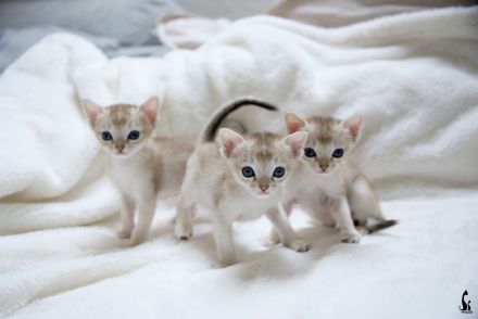 Singapura Kitten reinrassig zu verkaufen