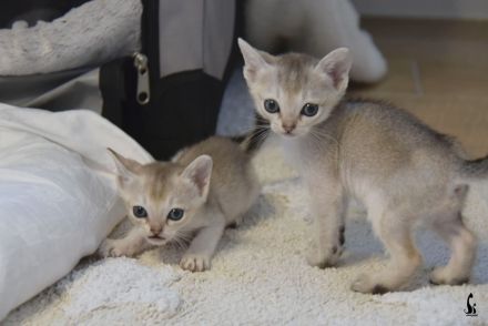 Singapura Kitten reinrassig zu verkaufen