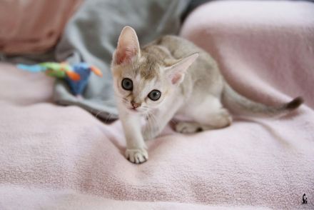 Singapura Kitten reinrassig zu verkaufen