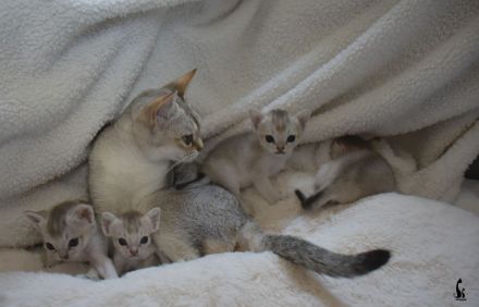 Singapura Kitten reinrassig zu verkaufen