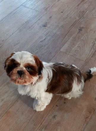 Shih tuz sucht ein zuhause
