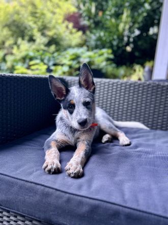 Yukan - ein besonderer Australian Cattle Dog Welpe