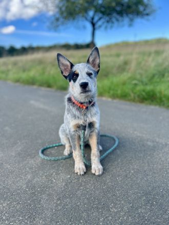 Yukan - ein besonderer Australian Cattle Dog Welpe