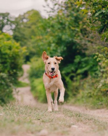 Jersey: liebe Hundedame sucht ihre Familie