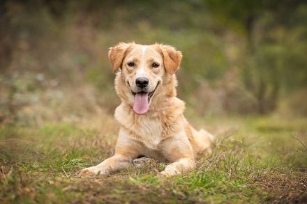 Jersey: liebe Hundedame sucht ihre Familie