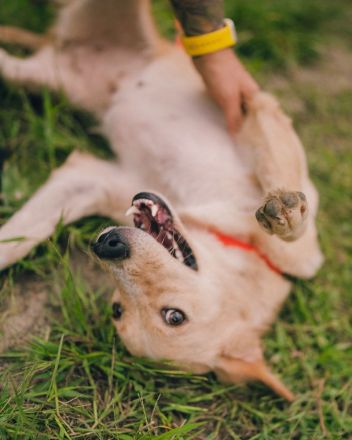 Jersey: liebe Hundedame sucht ihre Familie