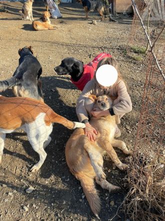 Jersey: liebe Hundedame sucht ihre Familie