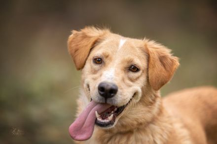 Jersey: liebe Hundedame sucht ihre Familie