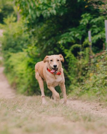 Jersey: liebe Hundedame sucht ihre Familie