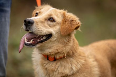 Jersey: liebe Hundedame sucht ihre Familie