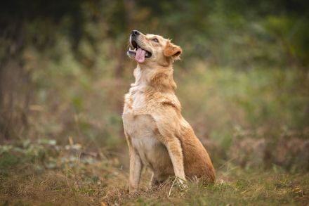 Jersey: liebe Hundedame sucht ihre Familie