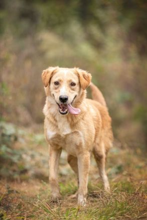 Jersey: liebe Hundedame sucht ihre Familie
