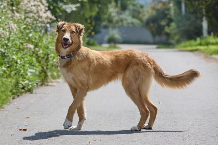 Foxy: wunderschönes Hundemädel sucht eine eigene Familie