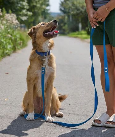 Foxy: wunderschönes Hundemädel sucht eine eigene Familie