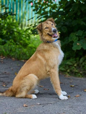 Foxy: wunderschönes Hundemädel sucht eine eigene Familie