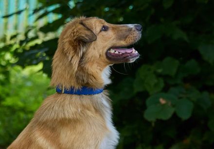 Foxy: wunderschönes Hundemädel sucht eine eigene Familie