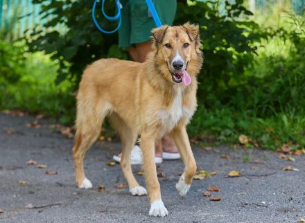 Foxy: wunderschönes Hundemädel sucht eine eigene Familie