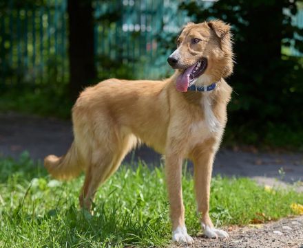 Foxy: wunderschönes Hundemädel sucht eine eigene Familie