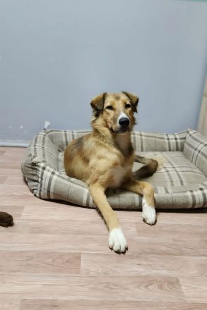 Foxy: wunderschönes Hundemädel sucht eine eigene Familie