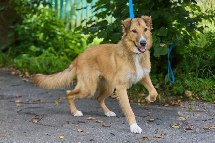 Foxy: wunderschönes Hundemädel sucht eine eigene Familie