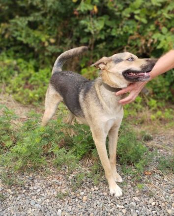 Ares mit tollen Augen sucht ein aktives Zuhause