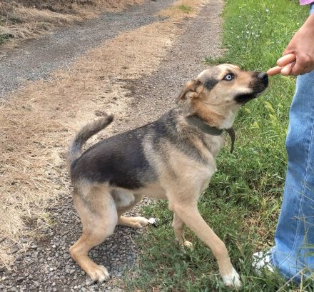 Ares mit tollen Augen sucht ein aktives Zuhause