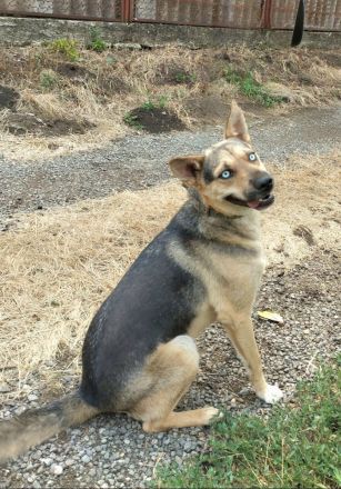 Ares mit tollen Augen sucht ein aktives Zuhause