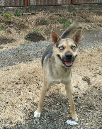 Ares mit tollen Augen sucht ein aktives Zuhause