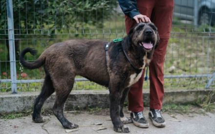 Zuhause gesucht für Abigail