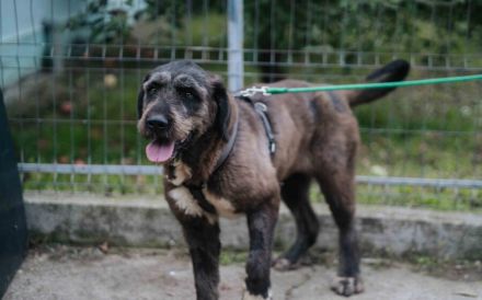 Zuhause gesucht für Abigail