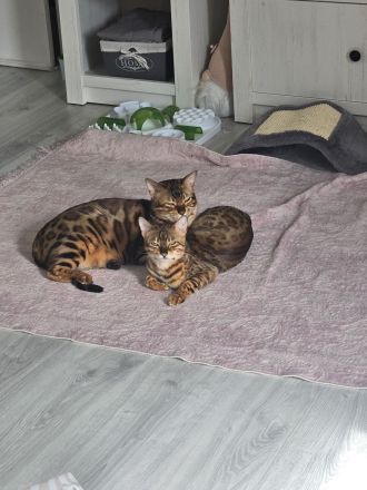 Bengalkatzen abzugeben