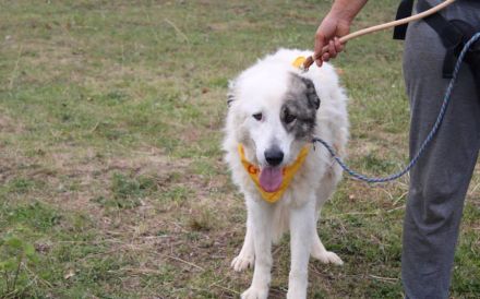 Landleben für Alvin gesucht