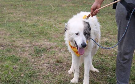 Landleben für Alvin gesucht