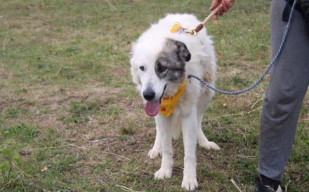 Landleben für Alvin gesucht