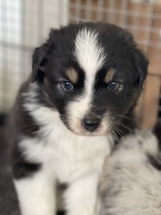 Traumhafte Australian Shepherd Welpen gelandet
