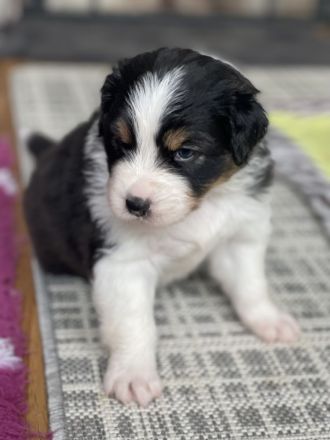 Traumhafte Australian Shepherd Welpen gelandet