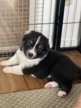 Traumhafte Australian Shepherd Welpen gelandet