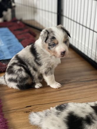 Traumhafte Australian Shepherd Welpen gelandet