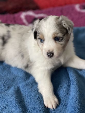 Traumhafte Australian Shepherd Welpen gelandet