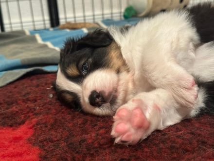 Traumhafte Australian Shepherd Welpen gelandet
