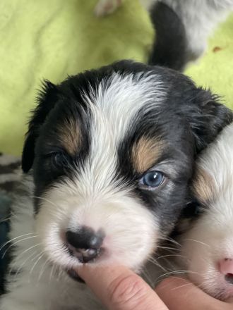 Traumhafte Australian Shepherd Welpen gelandet